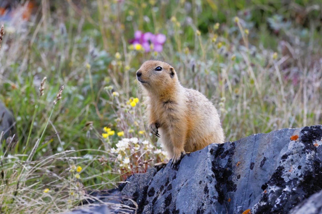 Image for Nunavut Vacation Rentals