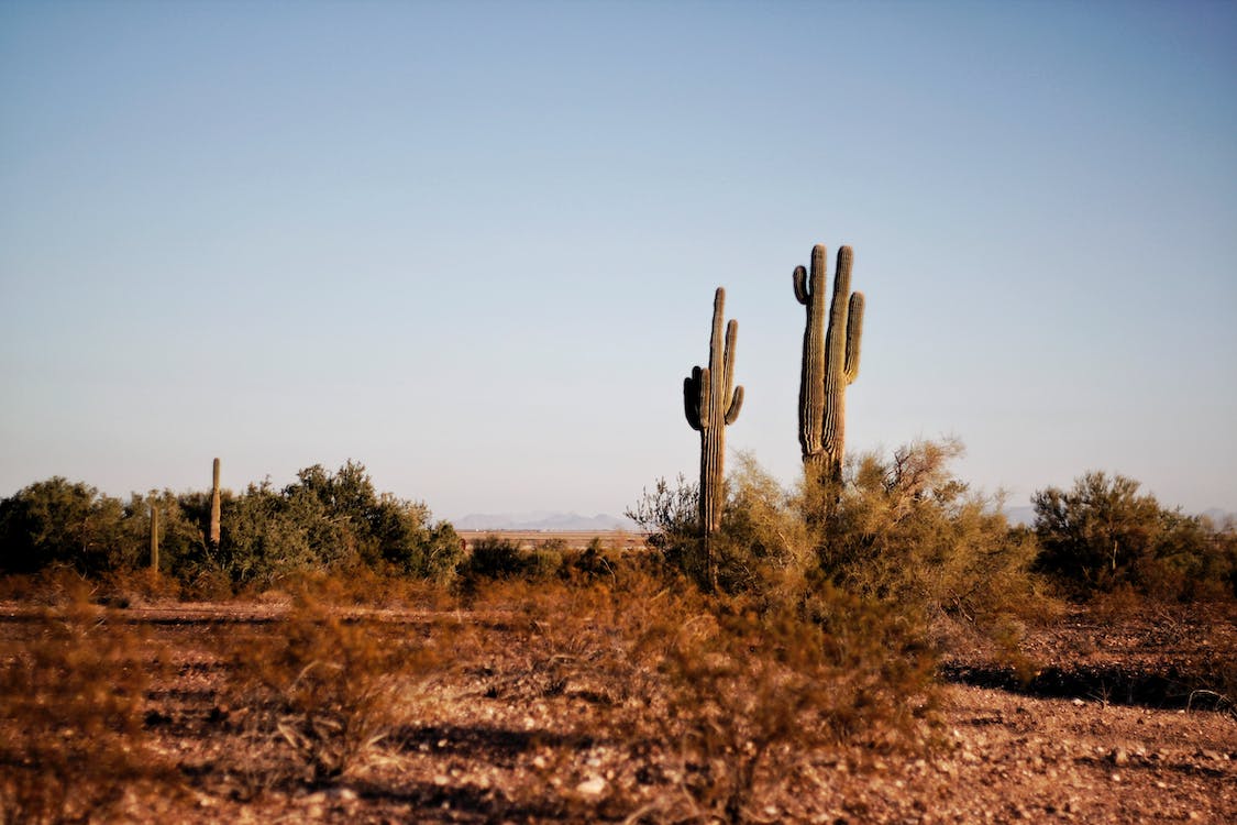 Image for Texas Vacation Rentals